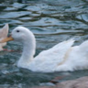 Meet your Posher, Rosa adriana